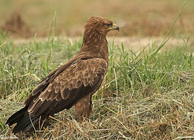   Lesser Spotted Eagle Aquila pomarina  ,Hula valley,October 2010,Lior Kislev
